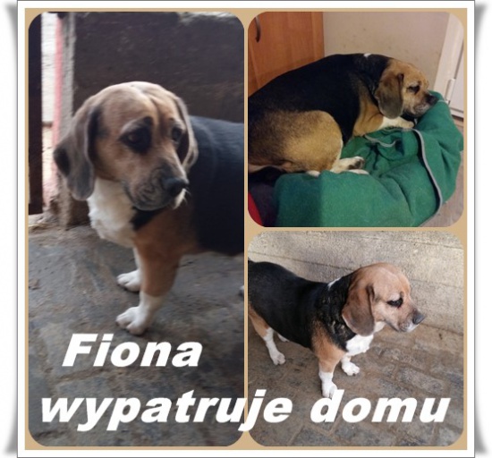Sunia beagle FIONA wypatruje domu