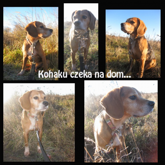 KOHAKU marzy o dobrym domu
