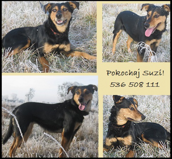 Młodziutka Suzi szuka domu!
