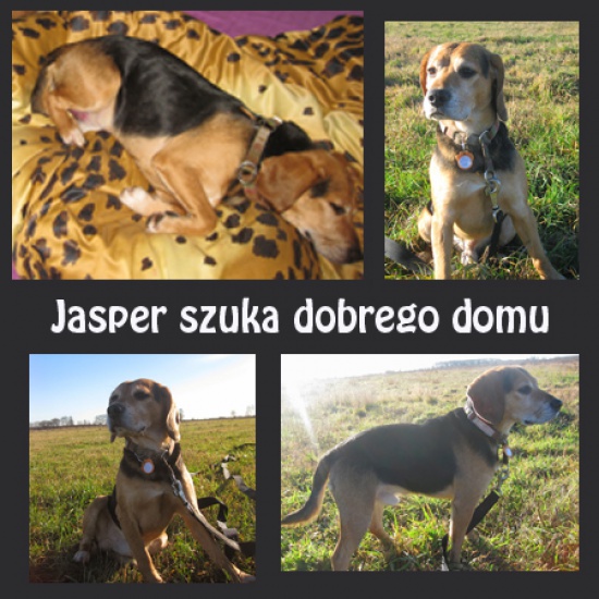 Uroczy Jasper czeka na dom